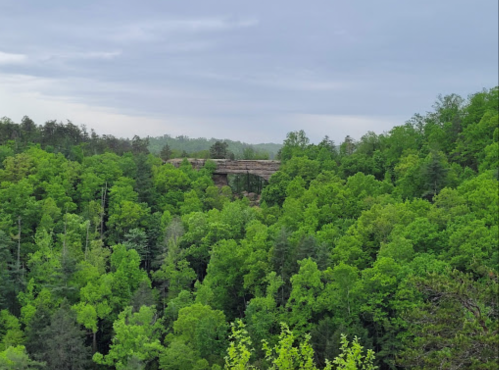 A lush green forest with a rocky outcrop visible in the distance under a cloudy sky.