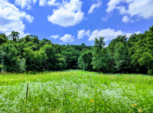 A lush green field with wildflowers, surrounded by dense trees under a bright blue sky with fluffy white clouds.