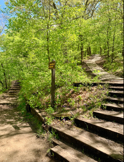 A forested path with wooden steps leading up, surrounded by lush green trees and a sign indicating directions.