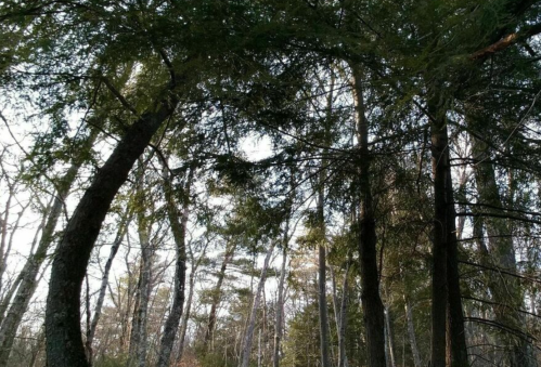 A view of a forest with tall trees and a canopy of green leaves against a bright sky.