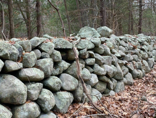 A stone wall made of large, uneven rocks, surrounded by trees and fallen leaves in a wooded area.