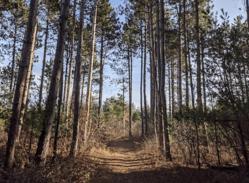A serene forest path lined with tall pine trees under a clear blue sky.