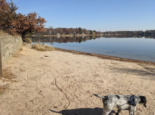 A sandy lakeshore with a calm water surface, trees in autumn colors, and a dog walking along the shore.