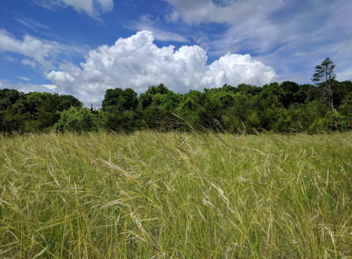A grassy field under a blue sky with fluffy clouds and a backdrop of green trees.