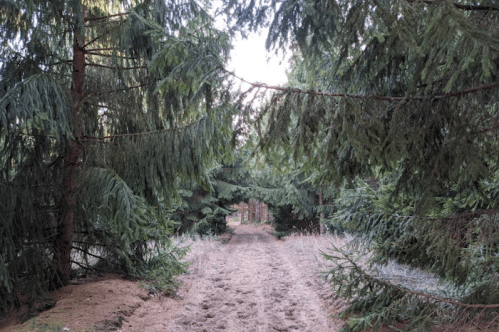 A serene forest path framed by tall evergreen trees, leading into a tranquil wooded area.