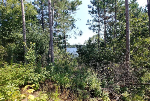 A view through trees and bushes revealing a calm lake in the distance under a clear blue sky.