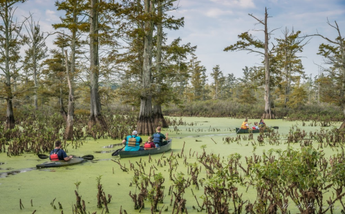 A group of kayakers paddles through a lush, green swamp surrounded by tall trees and water plants.