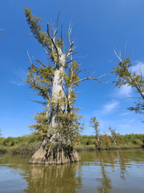 A tall cypress tree stands in calm water, surrounded by lush greenery and a clear blue sky.