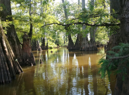 A serene swamp scene with cypress trees reflected in calm water, surrounded by lush greenery.