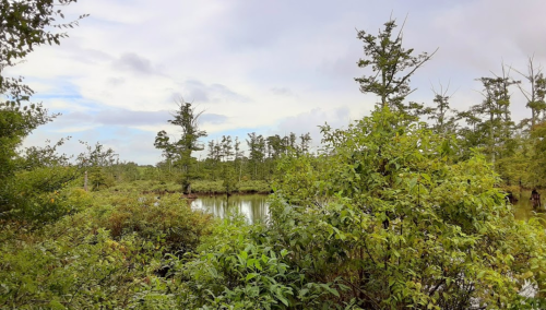 Lush green vegetation surrounds a calm water body, with trees reflecting in the water under a cloudy sky.