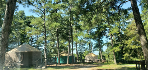 Tents nestled among tall pine trees in a sunny forest setting.