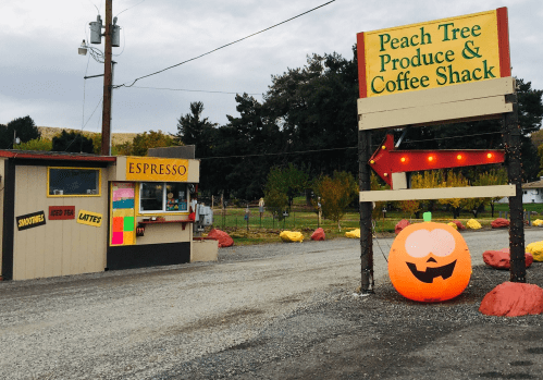 A small coffee shack with a pumpkin decoration and a sign for Peach Tree Produce, surrounded by trees and gravel.