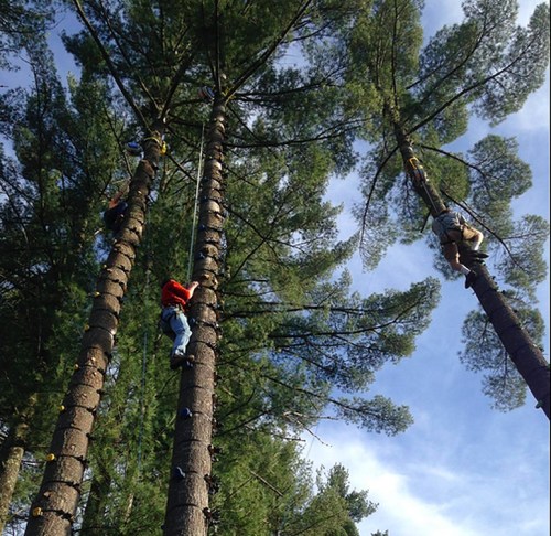 Two people climbing tall trees with ropes, surrounded by lush green foliage and a clear blue sky.