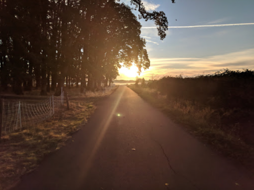 A sunlit path lined with trees, leading towards a horizon under a clear sky.