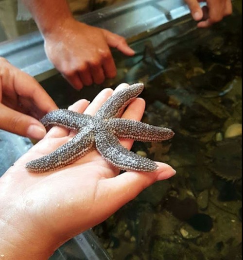 A person holds a starfish in their hand, with another person's hands visible in the background near a tank.