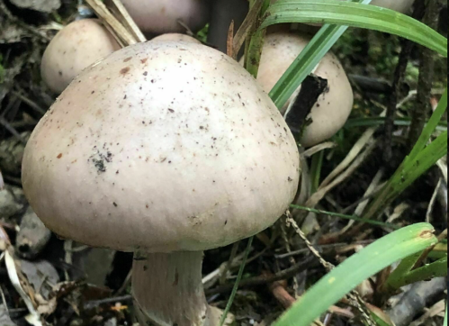 A close-up of a pale mushroom surrounded by green grass and foliage.