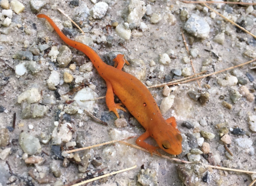 An orange newt resting on a gravelly surface, surrounded by small stones and dirt.