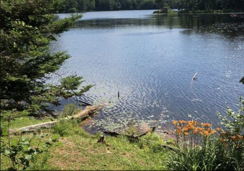 A serene lake surrounded by trees and wildflowers, reflecting the clear blue sky and gentle ripples on the water.