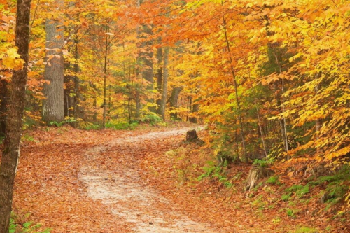 A winding path through a vibrant autumn forest, lined with orange and yellow leaves on trees and the ground.