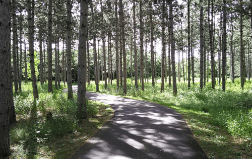 A winding path through a lush green forest with tall trees and dappled sunlight filtering through the leaves.