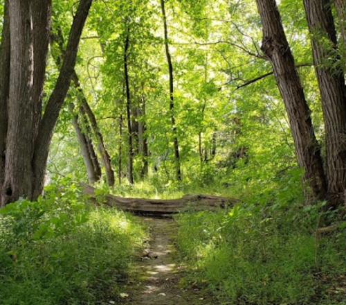A serene forest path surrounded by lush green trees and undergrowth, inviting exploration and tranquility.