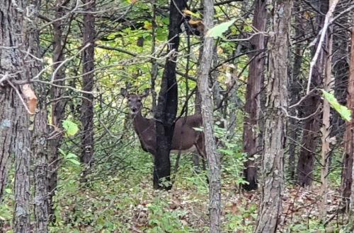 A deer stands among trees in a dense forest, surrounded by green foliage and fallen leaves.