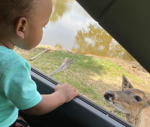 A young child leans out of a car window, observing a curious deer by a riverbank.