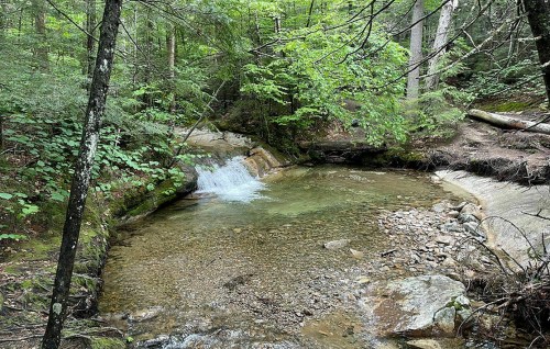 A serene forest scene featuring a small stream flowing over rocks, surrounded by lush green trees and foliage.