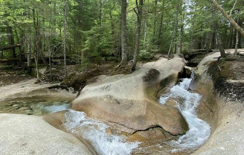A serene forest scene featuring a rocky stream flowing through lush greenery and trees.