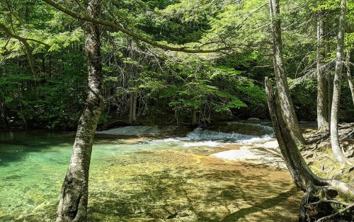 A serene forest scene with clear water flowing over rocks, surrounded by lush green trees and sunlight filtering through.