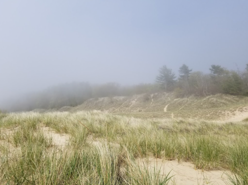 A foggy landscape of sand dunes and tall grass, with trees partially obscured in the background.