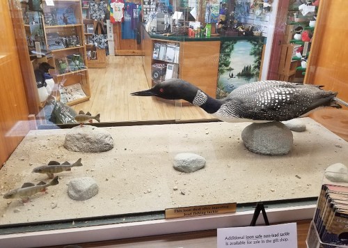 A mounted loon in a display case, with small fish and rocks, set in a shop filled with various items in the background.