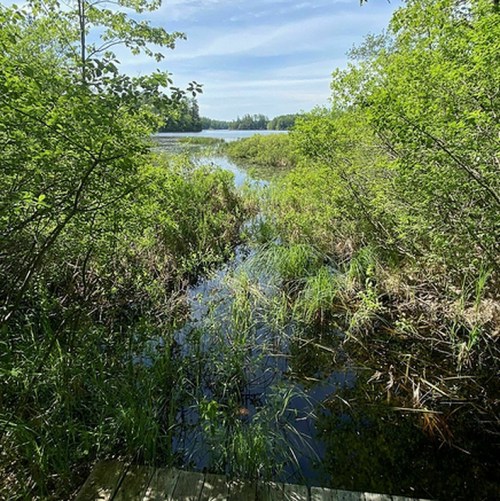A serene view of a calm lake surrounded by lush greenery and tall grasses under a clear blue sky.