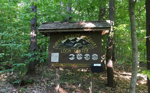 Sign for Markus Wildlife Sanctuary Loon Center, surrounded by trees in a lush forest setting.