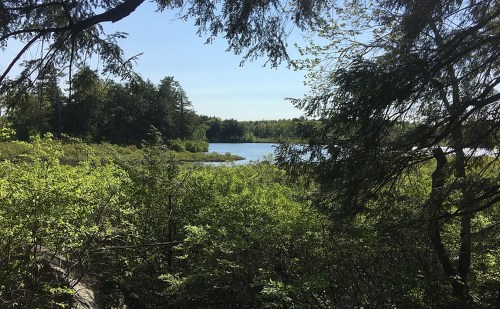 A serene view of a lake surrounded by lush greenery and trees under a clear blue sky.