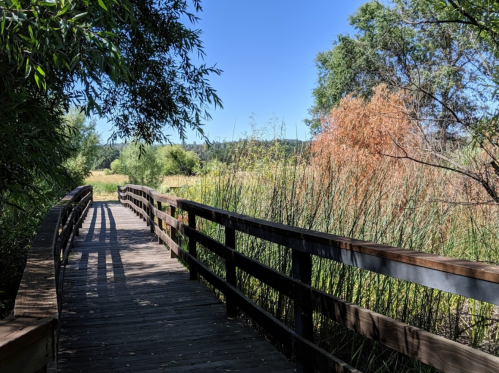 A wooden boardwalk leads through lush greenery and tall grasses under a clear blue sky.