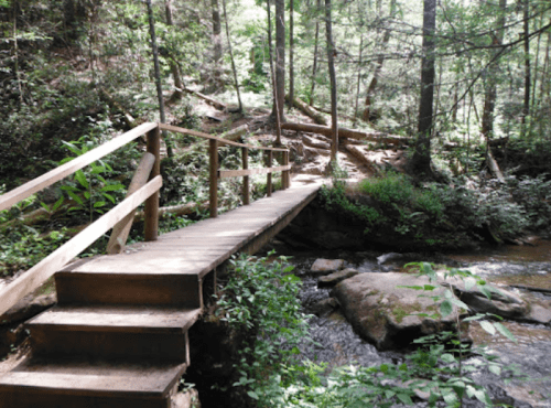 A wooden bridge crosses a small stream in a lush, green forest with trees and rocks surrounding the area.