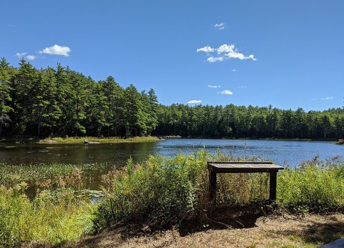 A serene lake surrounded by lush green trees under a clear blue sky, with a wooden platform in the foreground.