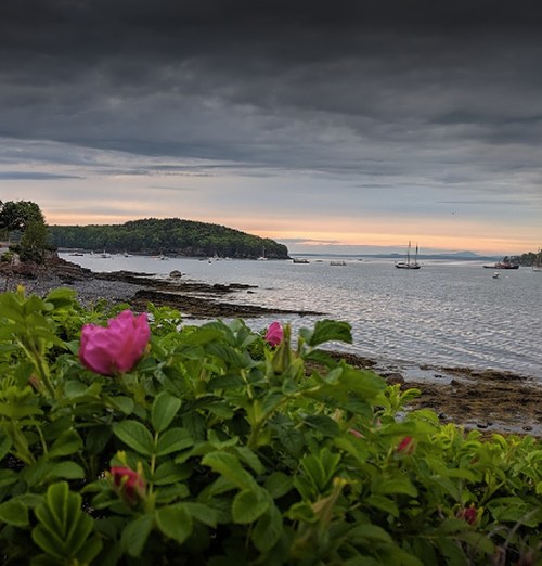 A coastal scene with pink flowers in the foreground, rocky shore, and a cloudy sky over the water.