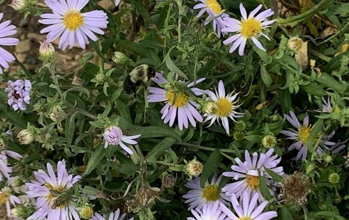 A bumblebee pollinates small purple flowers in a lush green garden.