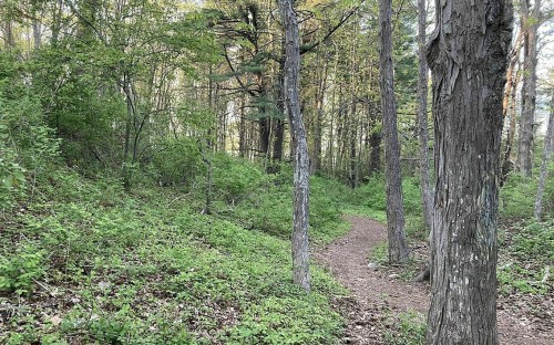 A winding dirt path through a lush green forest with tall trees and vibrant foliage.