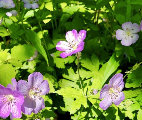 A cluster of delicate purple and white flowers surrounded by vibrant green leaves in a sunny garden.