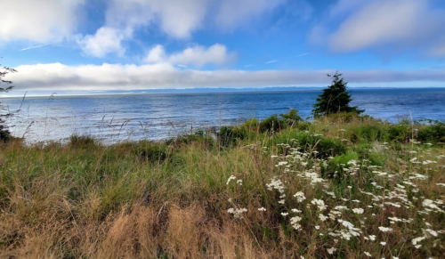 A coastal view featuring lush grass and white flowers, with calm blue waters and a cloudy sky in the background.