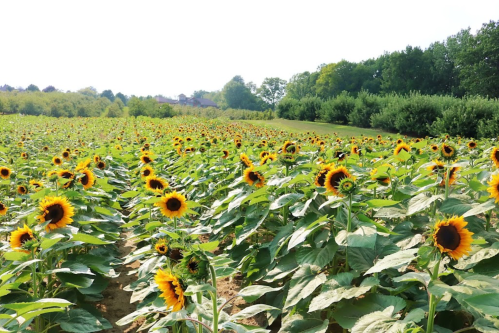 A vibrant field of sunflowers stretches towards the horizon under a clear sky, surrounded by lush greenery.