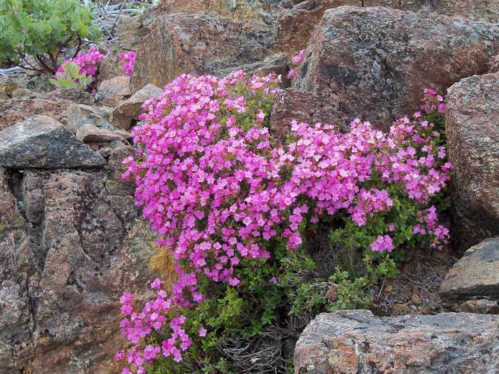 A vibrant cluster of pink flowers blooming among rocky terrain.