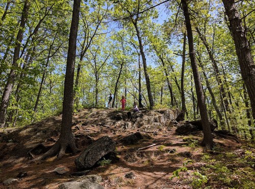 Three people stand on a rocky outcrop surrounded by tall trees in a sunny forest.