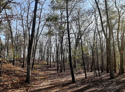 A sunlit forest path winding through tall, bare trees with scattered leaves on the ground.