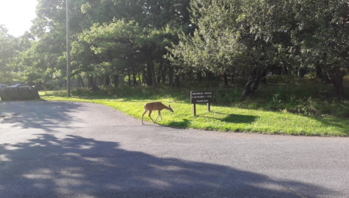 A deer walks along a path near a sign in a wooded area, surrounded by trees and greenery.