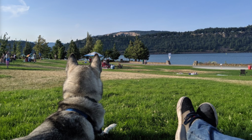 A dog sits on grass by a lake, with people enjoying the park in the background under a clear blue sky.