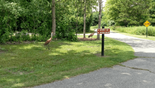 Two cranes stand near a signpost indicating campsite directions, surrounded by trees and a pathway.